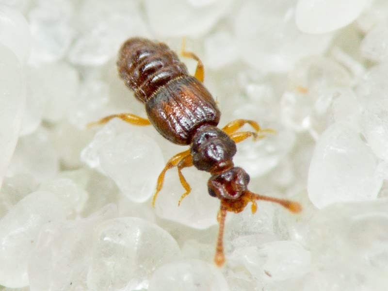 Euplectus nanus/kirbyi